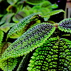 熱帯植物の葉