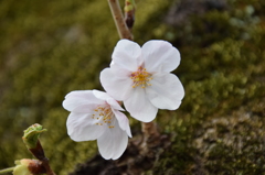 苔が乗った桜