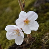 苔が乗った桜