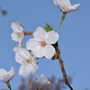 今朝の桜2