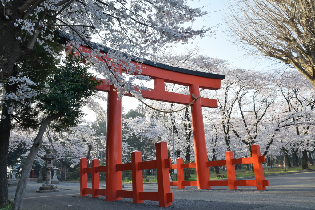 諏訪神社の桜