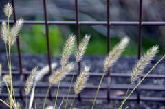 川沿いの草