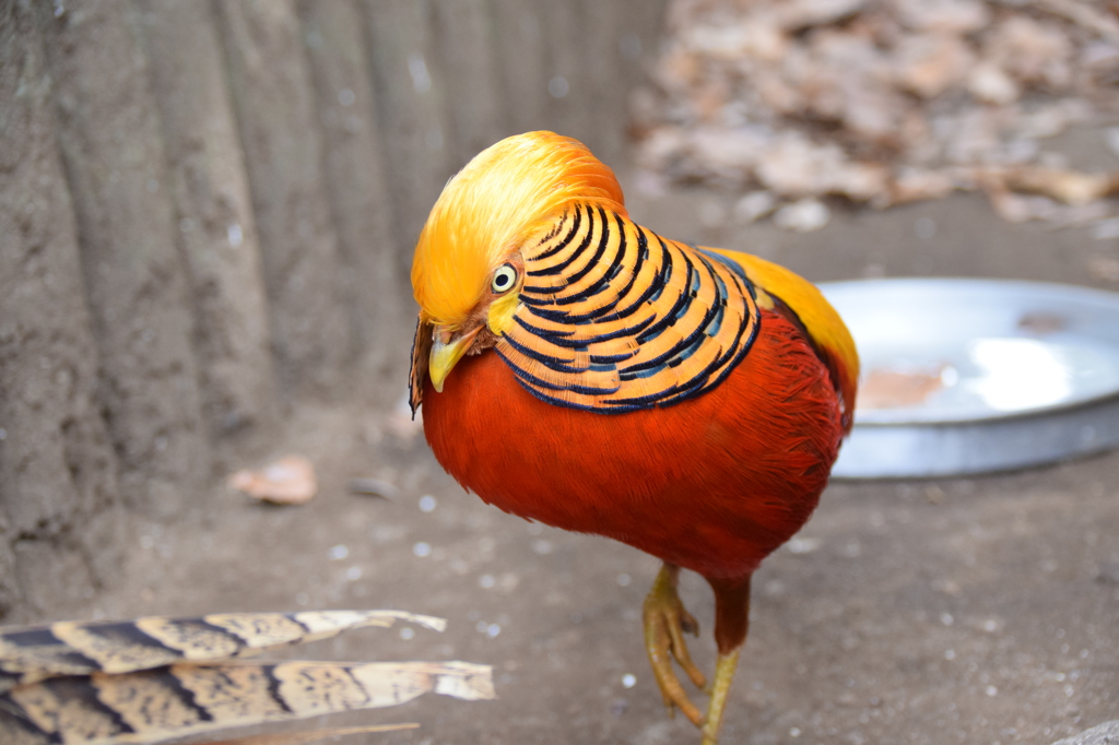 鮮やかな鳥