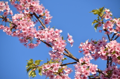 青空と桜