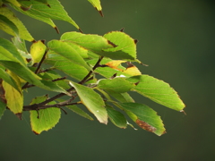 背景ぼかしの練習