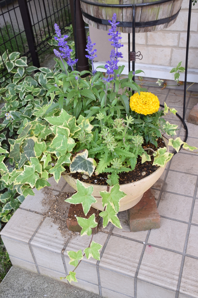 寄せ植え