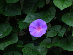 朝顔