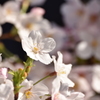 鮮やかな桜