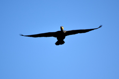 カワウの滑空