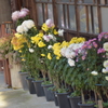 菊