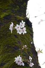 苔乗りの桜