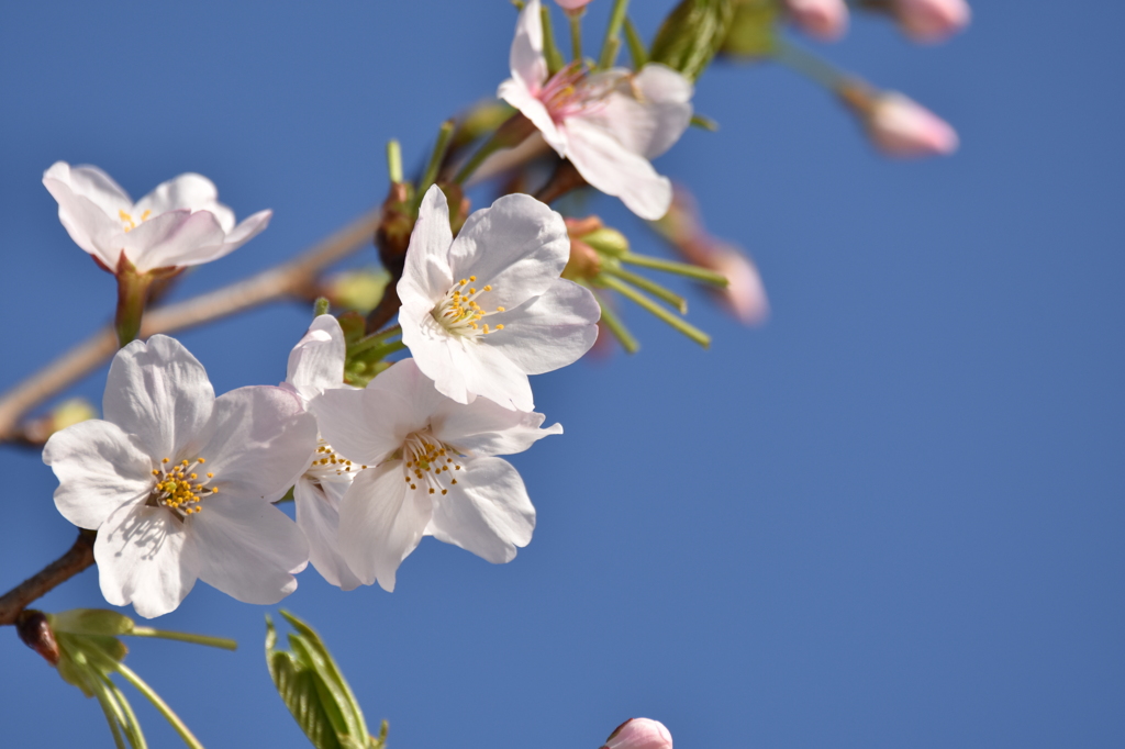 青空と桜