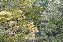 風景
