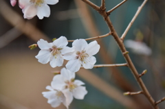 これも桜かな？