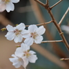 これも桜かな？