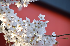 鳥居バックの桜