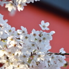 鳥居バックの桜
