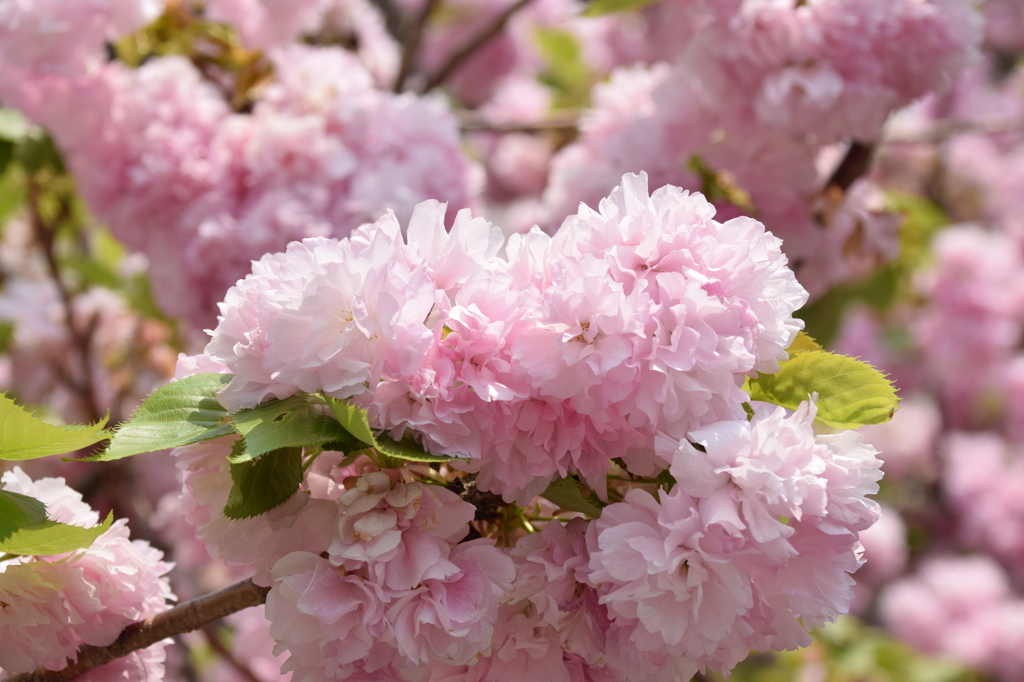 八重桜
