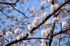 諏訪神社の桜