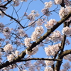 諏訪神社の桜