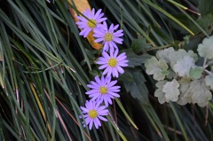 五連花
