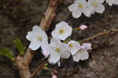 今朝の桜1