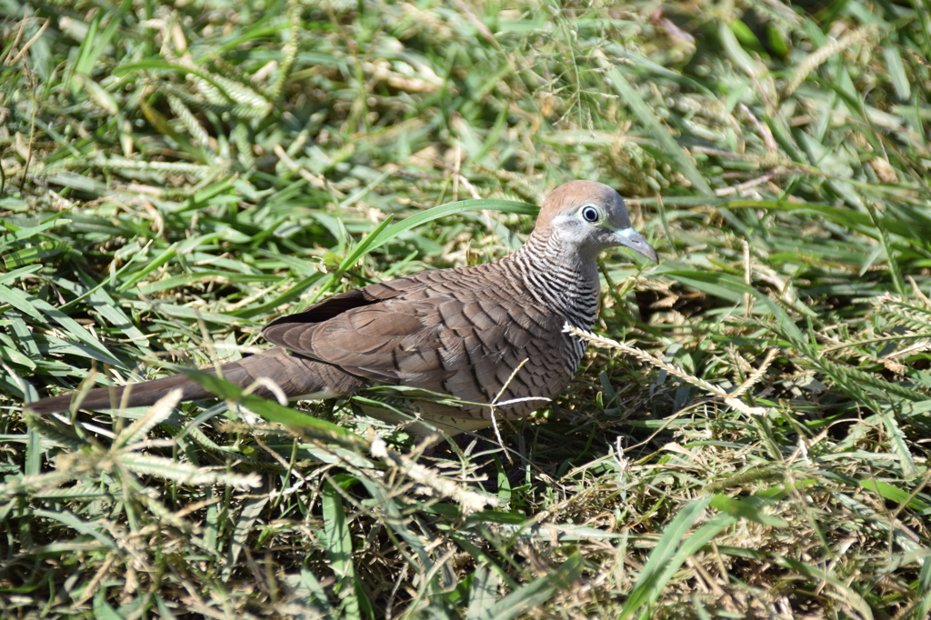 ハワイに良く居る鳥