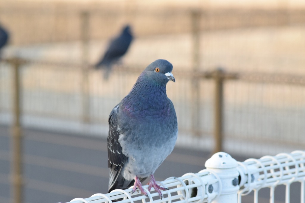はと