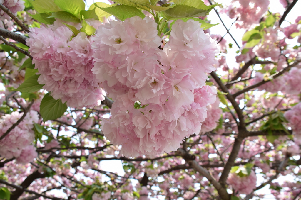 八重桜