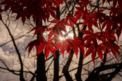 晩秋の輝き