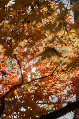 紅葉