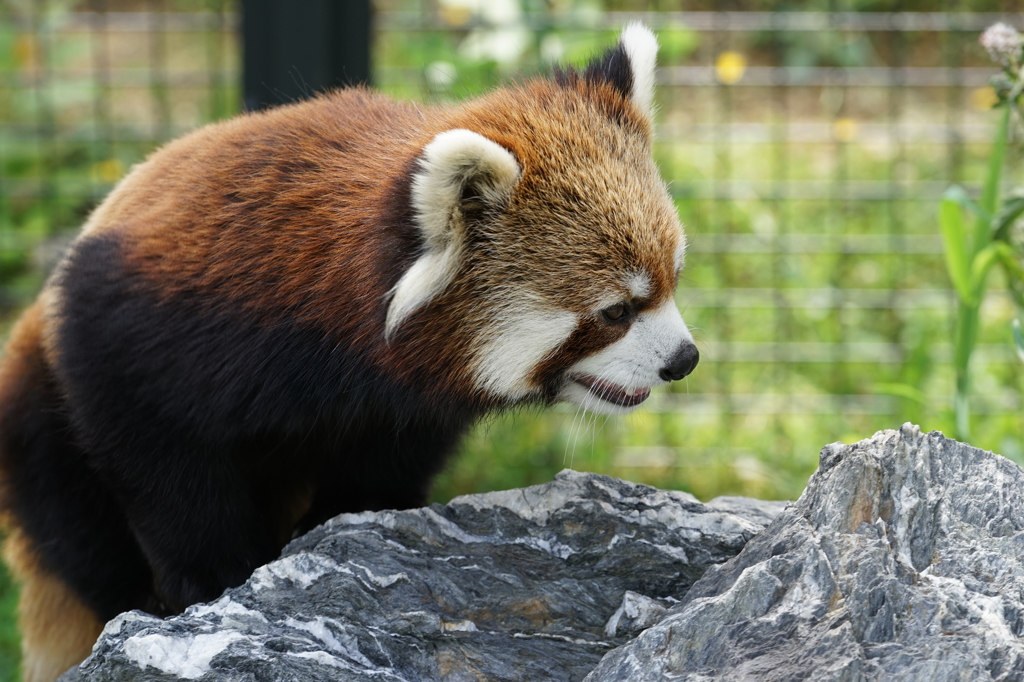 レッサーパンダ