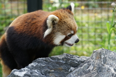 レッサーパンダ