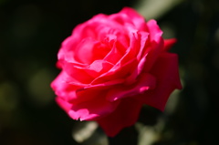 DSC04449☆