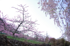 桜と桃のコントラスト