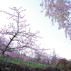 桜と桃のコントラスト