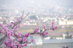 桃の花