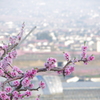 桃の花