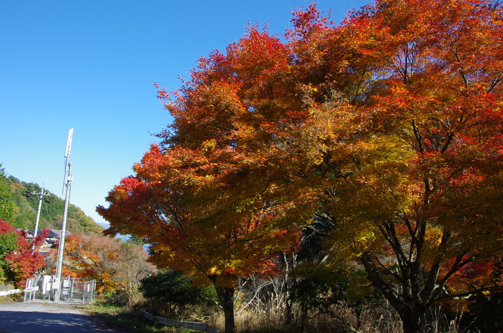 染まる山梨市
