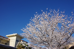 雪の花 咲いた