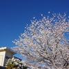 雪の花 咲いた