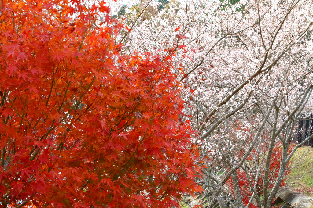 紅葉と四季桜