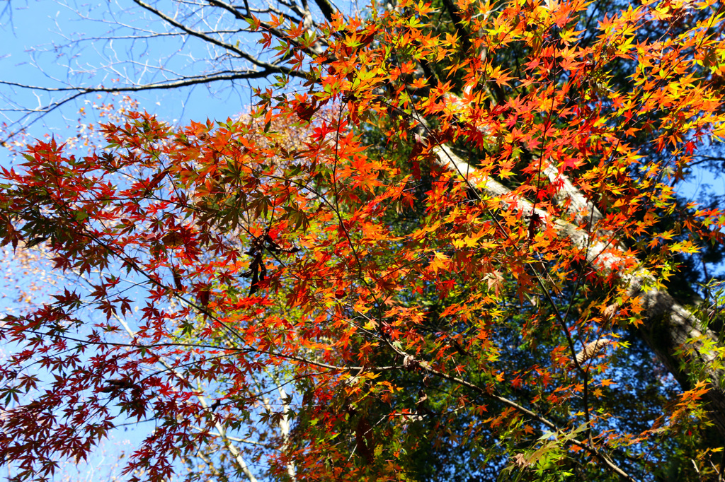 紅葉
