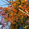 紅葉