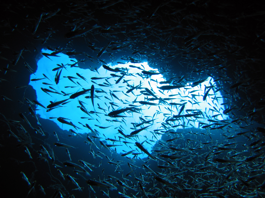 水中洞窟に群れる魚 