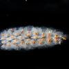 Pyrosomida sp.