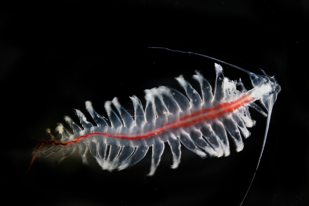 Tomopteris sp.