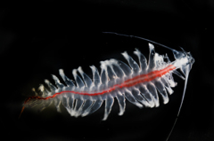Tomopteris sp.