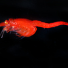 Boreomysis sp. ♀