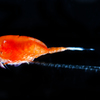 Copepoda　sp.